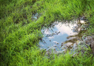 Septic Drainfield Fouled