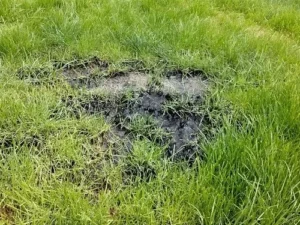 Septic Drain Leech Field Repair in Meridian, MS